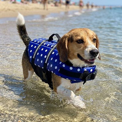 Gilet de sauvetage Chien Surf bord
