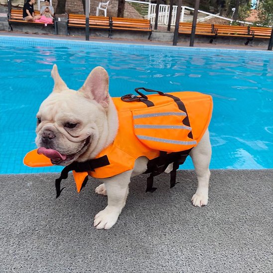 Gilet de sauvetage chiens Dragon piscine