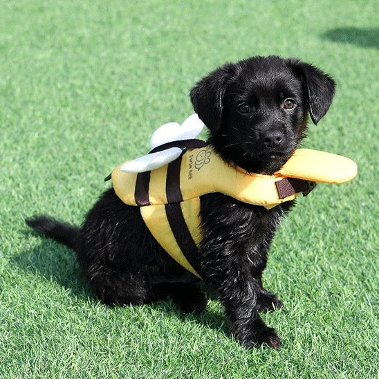 Gilet de sauvetage pour chien Abeille labrador