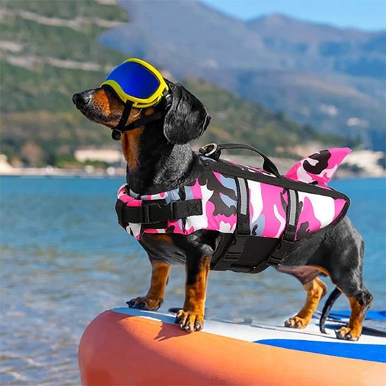 Gilet sauvetage chien Rcol lunette