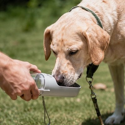 Gourde pour Chien 2utilité labrador