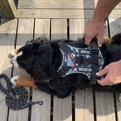 Harnais chien anti-fuite bouvier
