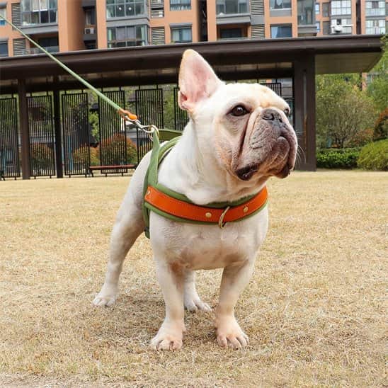 Harnais Chien anti traction Giletr bulldog assis