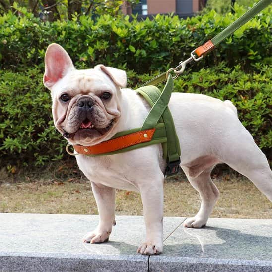 Harnais Chien anti traction Giletr bulldog