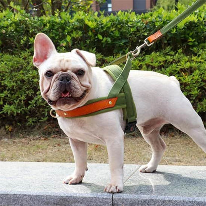 Harnais Chien anti traction Giletr bulldog