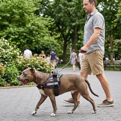 Harnais chien Gilet pitbull