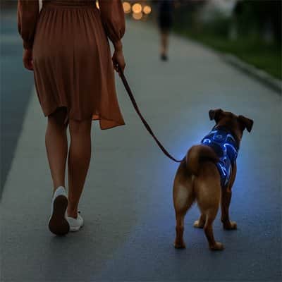 Harnais chien LED bleu