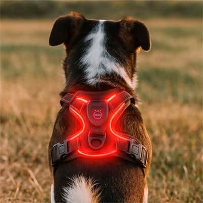 Harnais chien LED rouge