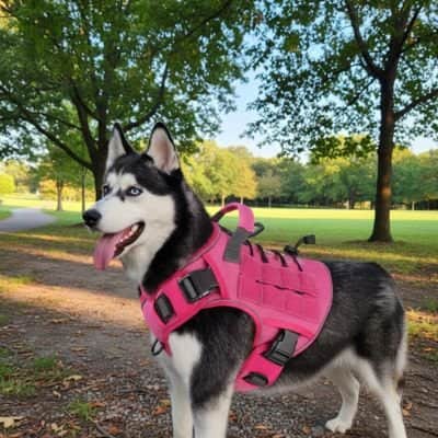 Harnais chien Poignée rose