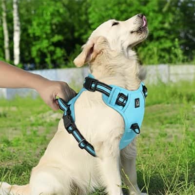 Harnais chien rembourrée bleu clair