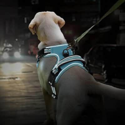 Harnais chien rembourrée dos