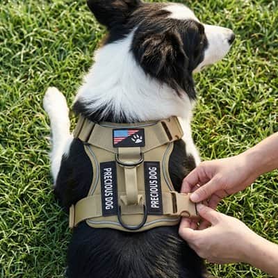 Harnais chien tactique border