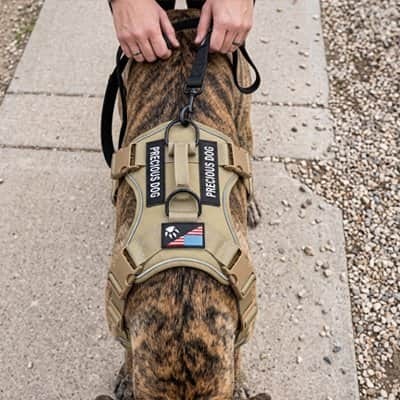 Harnais chien tactique jaune