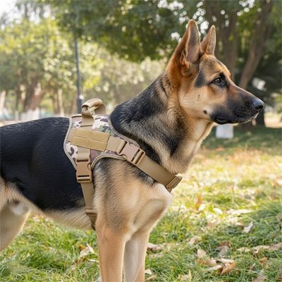 Harnais chien camouflage Berger