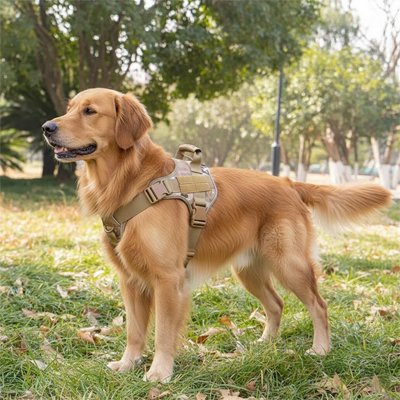 Harnais chien camouflage Golden 