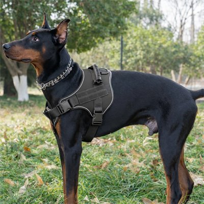 Harnais chien noir loin