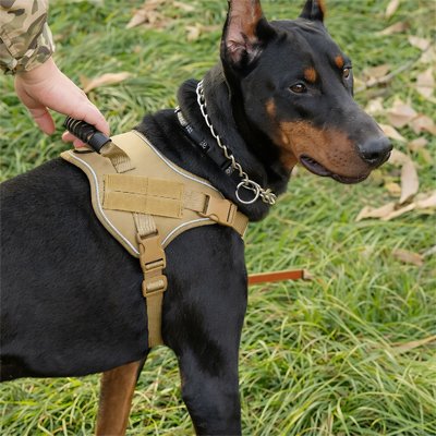 Harnais chien jaune proche