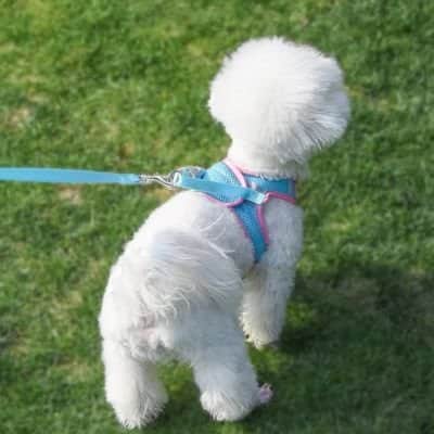 Harnais chiot Marcair bleu