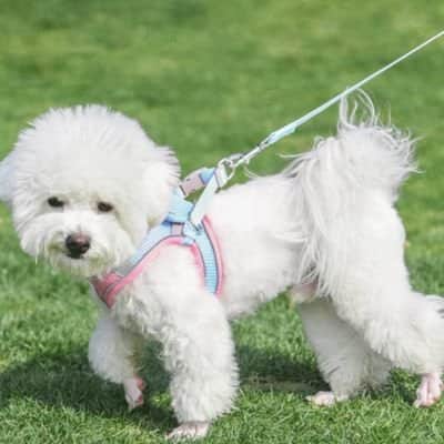 Harnais chiot Marcair caniche rose