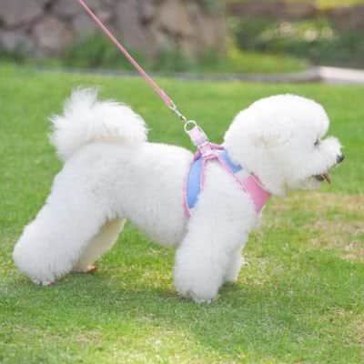 Harnais chiot Marcair caniche