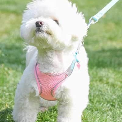 Harnais chiot Marcair rose