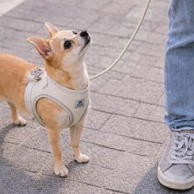 Harnais chiot réfléchissant beige