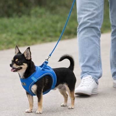 Harnais chiot réfléchissant chiwawa bleu