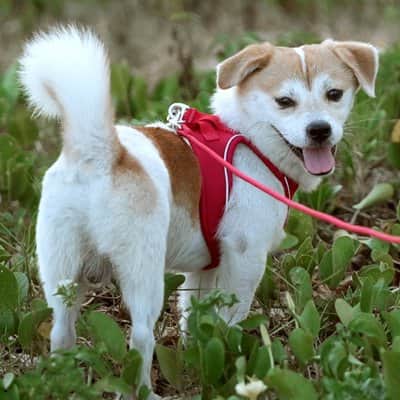 Harnais chiot réfléchissant rouge
