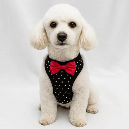 Harnais petit chien élégant assis