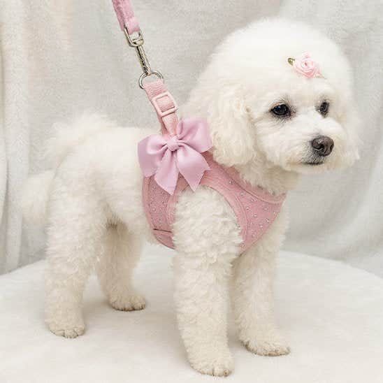 Harnais petit chien élégant rose laisse