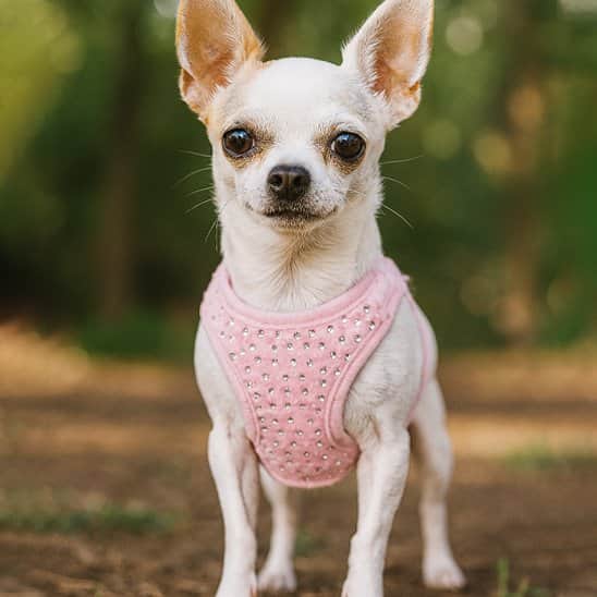 Harnais petit chien élégant rose