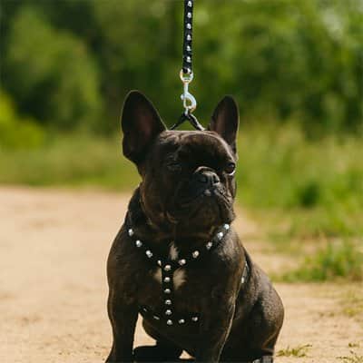 Harnais pour Chien patte noir