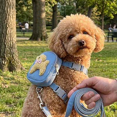 Harnais pour chien sac bleu