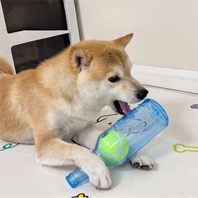 Jouet Chien Bbière shibainu