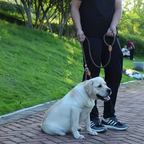Laisse chien bouclereg assie parc