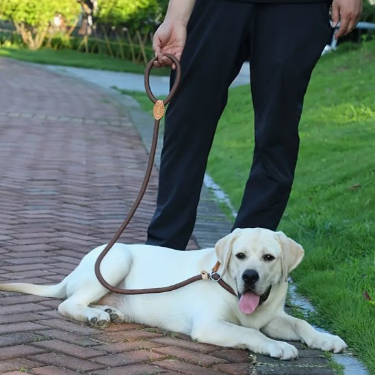 Laisse chien bouclereg couché pied maître