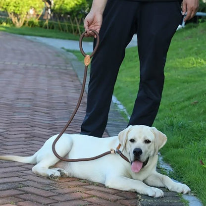 Laisse chien bouclereg couché pied maître
