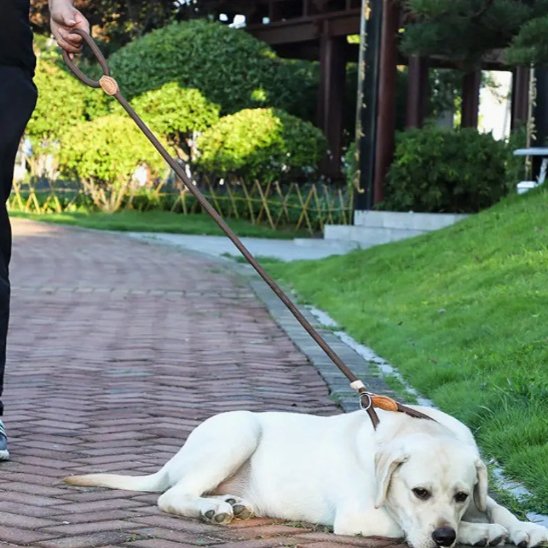 Laisse chien bouclereg couché