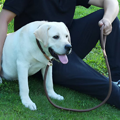 Laisse chien bouclereg labrador