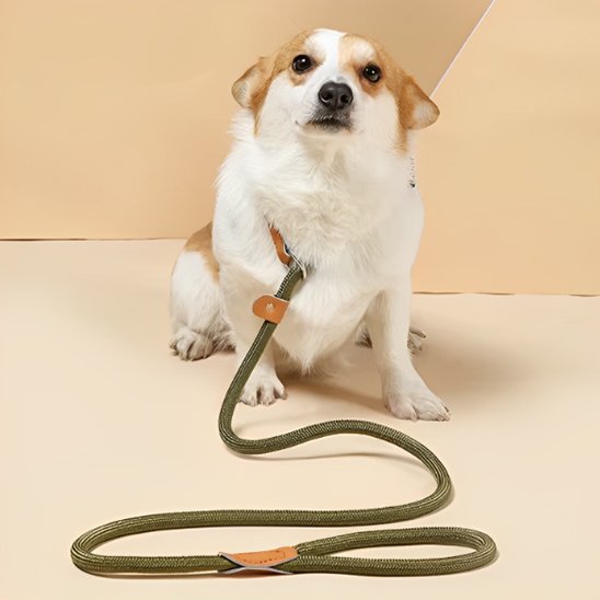 Laisse chien bouclereg petit