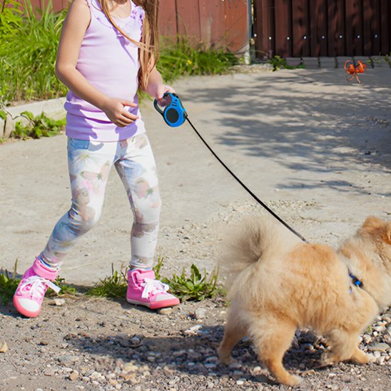 Laisse chien longe enroulable bleu cours