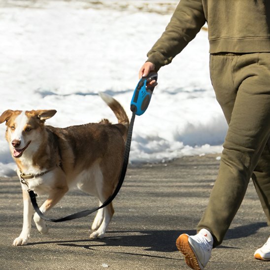 Laisse chien longe enroulable bleu