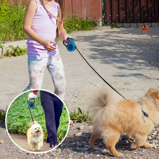 Laisse chien longe enroulable rond bleu