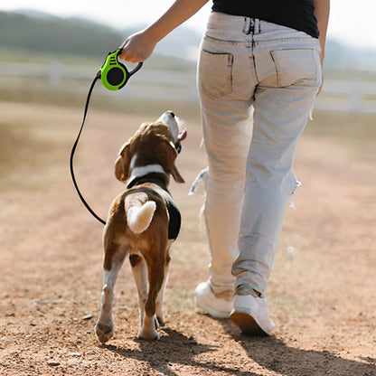 Laisse chien longe enroulable vert promenade