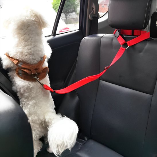 Laisse chien voiture bichon rouge