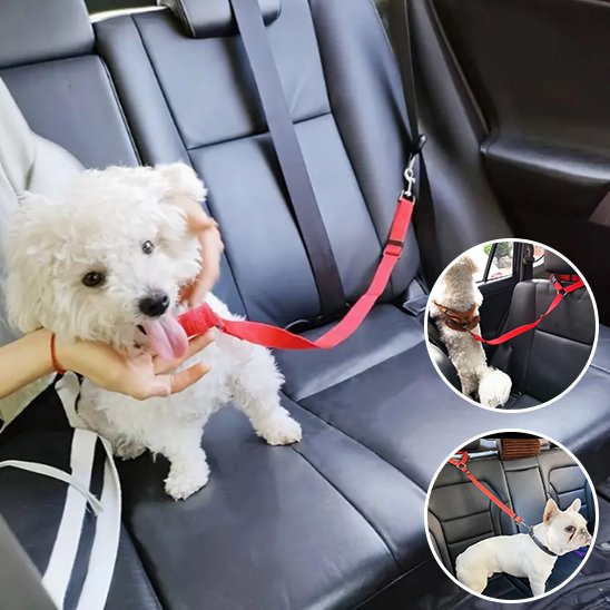 Laisse chien voiture bichon