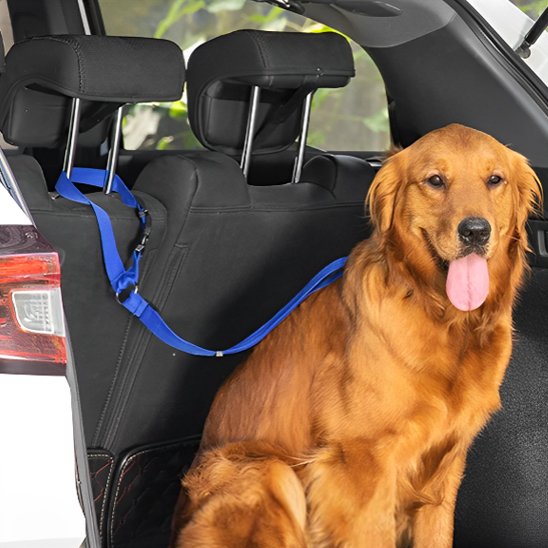 Laisse chien voiture bleu