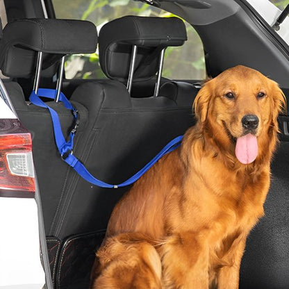 Laisse chien voiture bleu