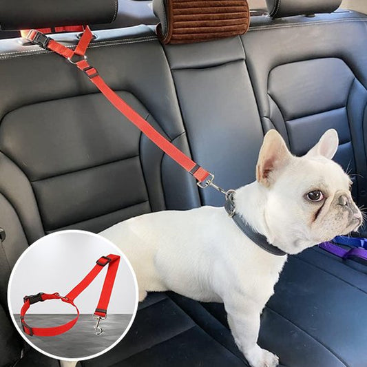 Laisse chien voiture bulldog