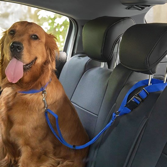 Laisse chien voiture golden assie